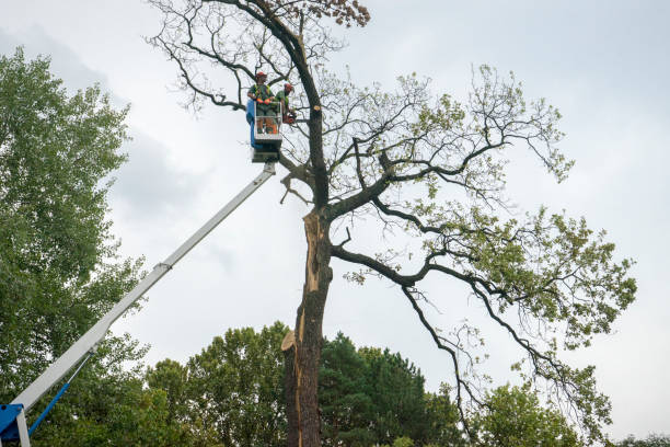 Trusted Brawley, CA Tree Services Experts