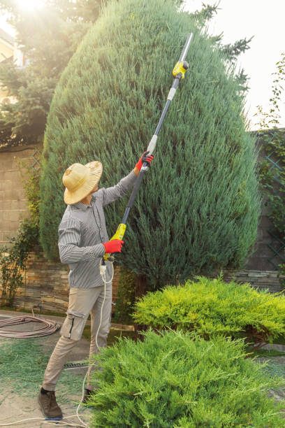 How Our Tree Care Process Works  in  Brawley, CA